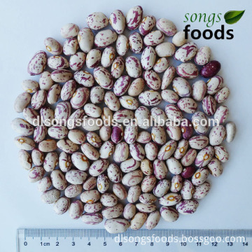 New Crop Light Speckled Kidney Beans, Fresh Pinto Beans